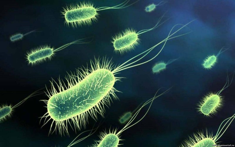 Escherichia coli жгутики