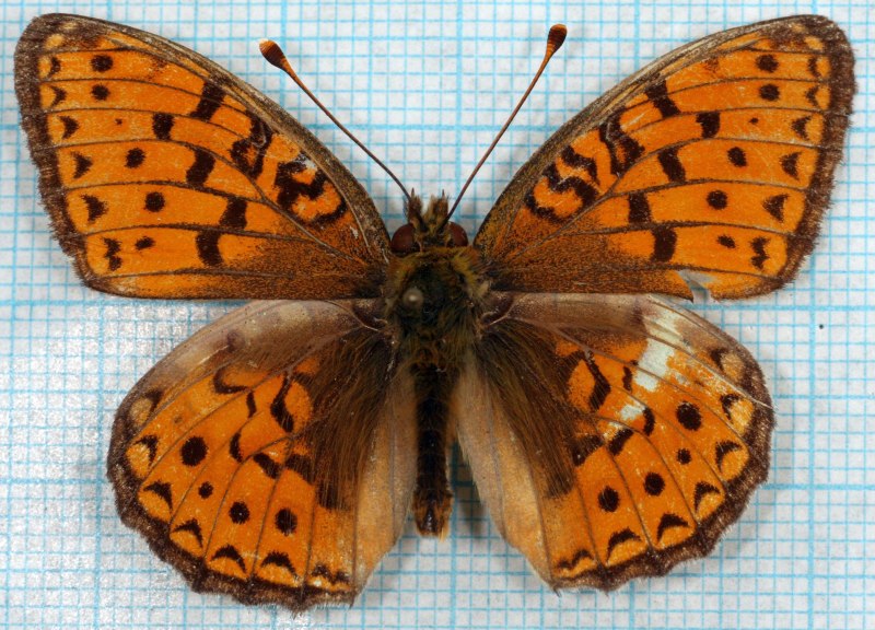 Argynnis Niobe