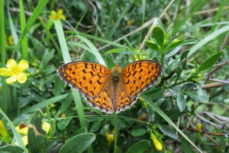 Перламутровка Ниоба Argynnis (fabriciana; Papilio) Niobe l