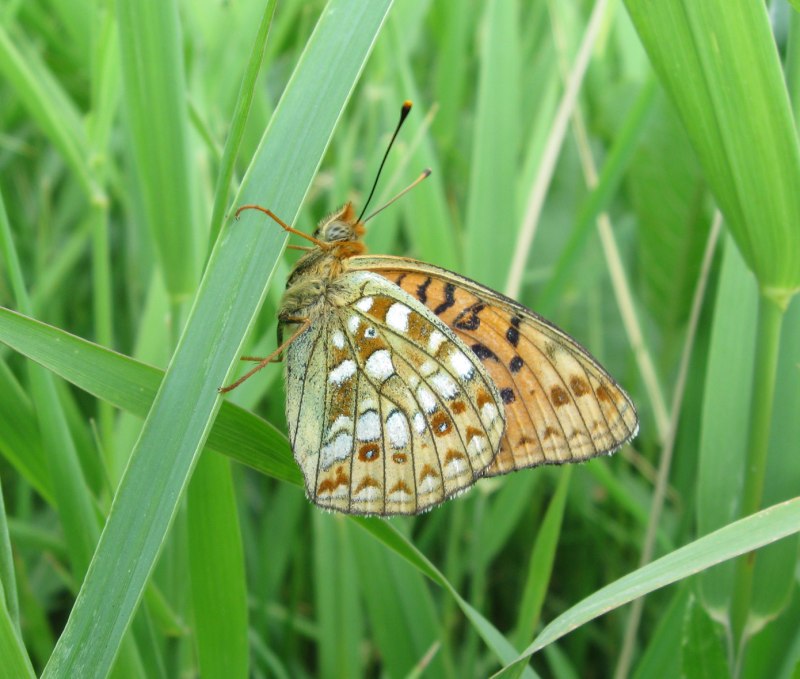 Argynnis Niobe