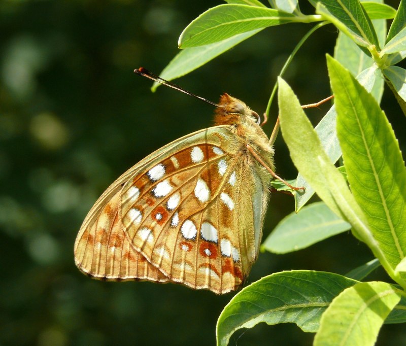 Argynnis