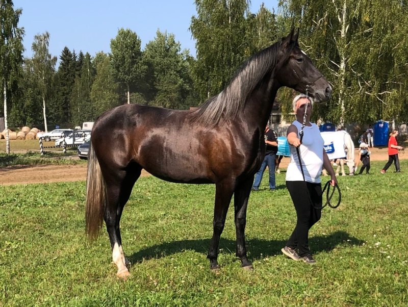 Орловского рысака Розалию
