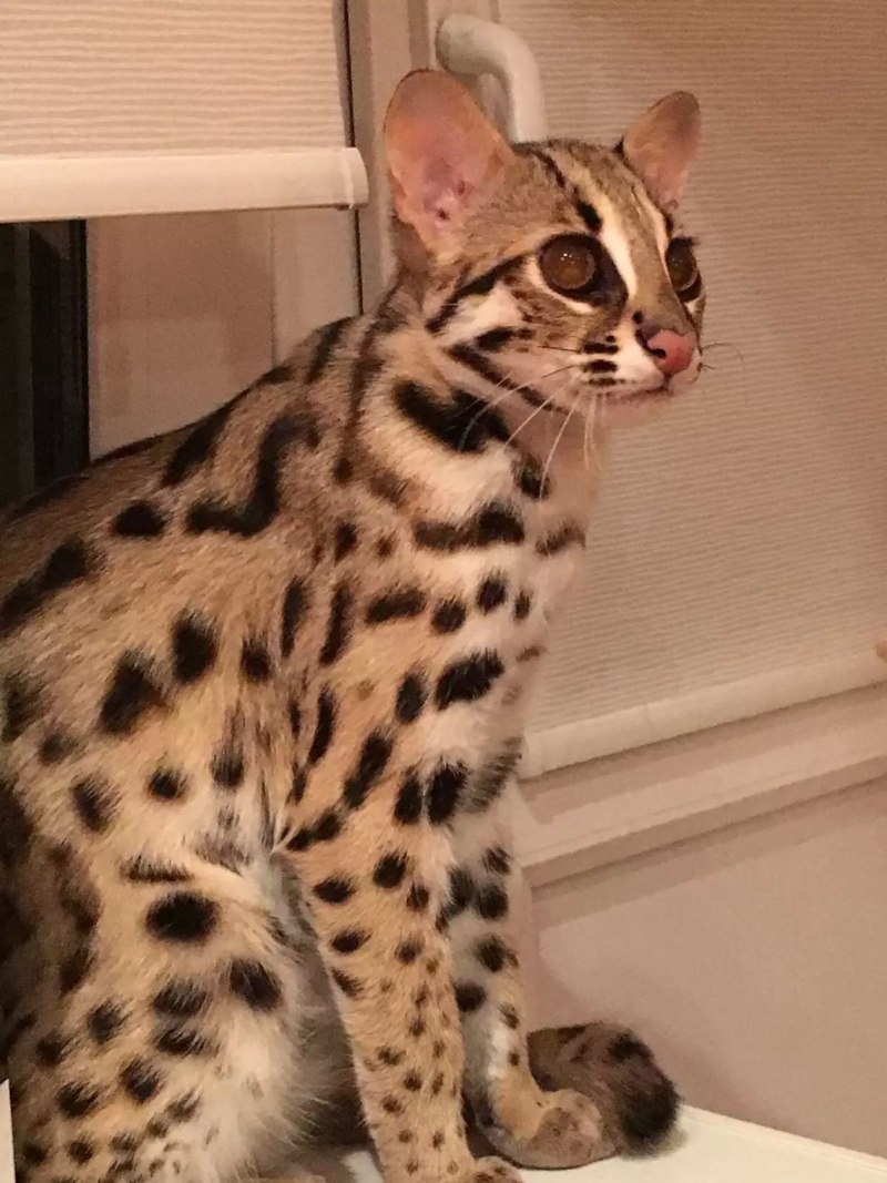 Азиатская Бенгальская кошка
