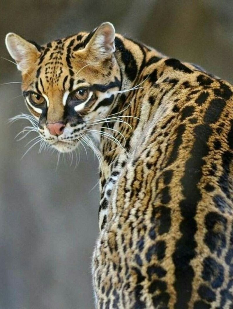 Кошка Оцелот и Бенгальская
