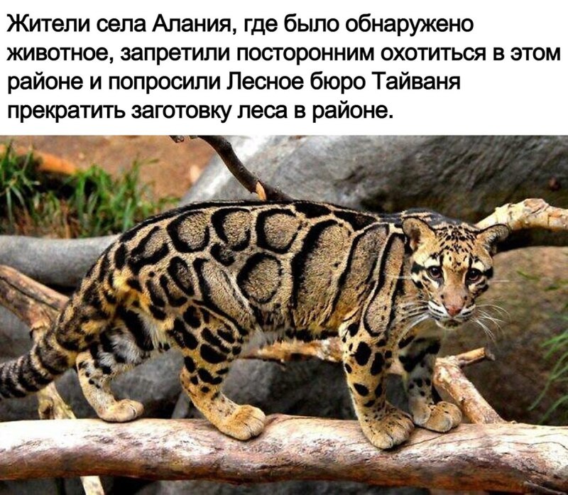 Борнейский дымчатый леопард