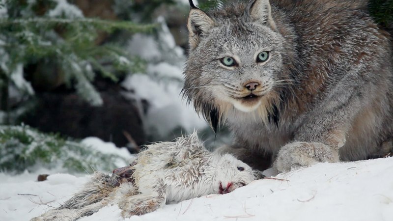Lynx canadensis