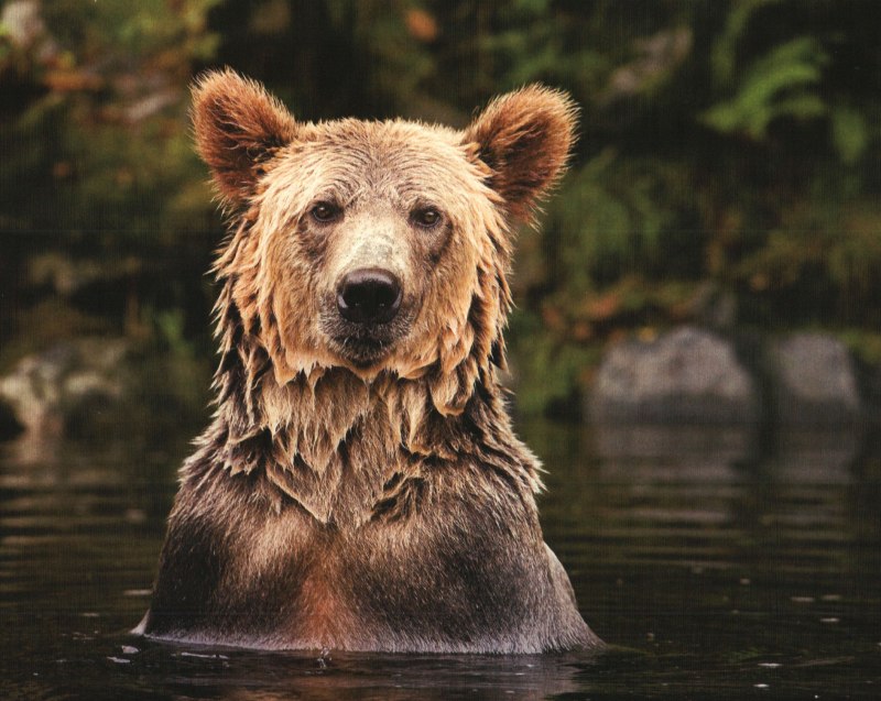 Природа Канады животные