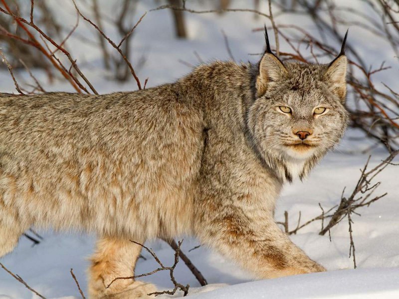 Рысь обыкновенная Lynx Lynx Linnaeus, 1758