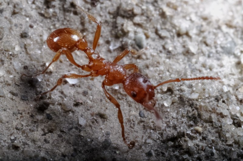 Муравьи Myrmica rubra