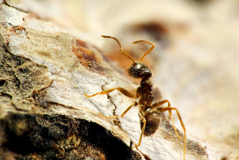 Lasius neglectus