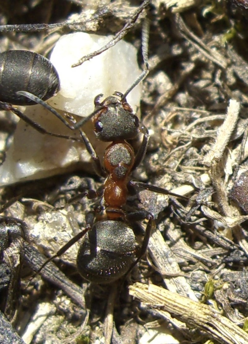 Муравьи Formica pratensis