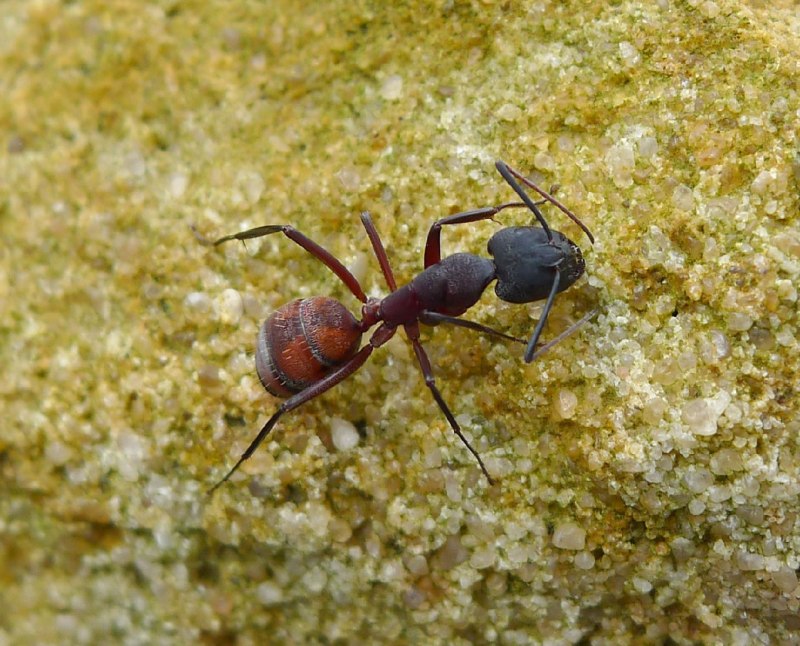 Муравьи Camponotus cruentatus