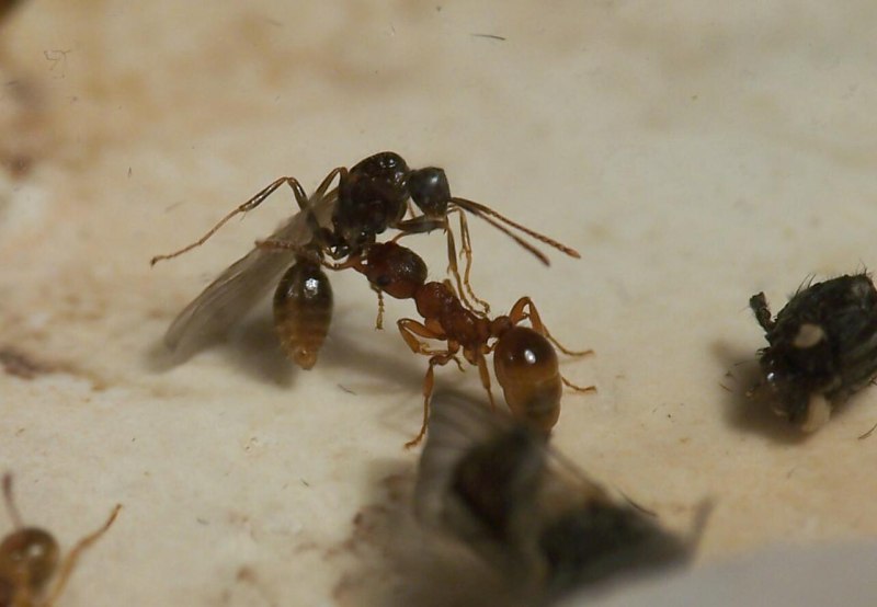 Муравьи Myrmica rubra