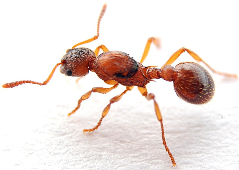 Myrmica rubra (рыжая мирмика).