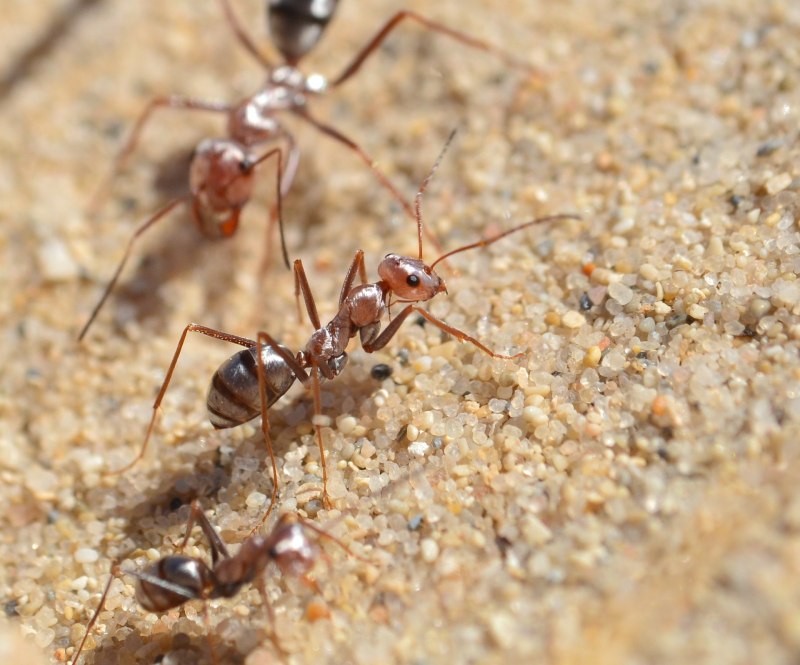 Cataglyphis bombycina