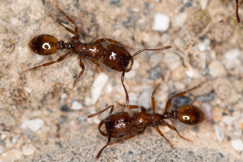 Муравей Strongylognathus
