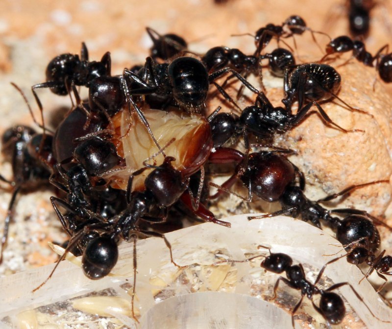 Messor barbarus матка