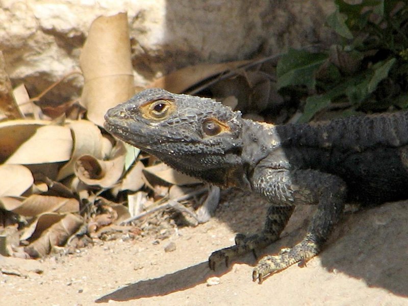 Кавказская агама Agama Caucasica