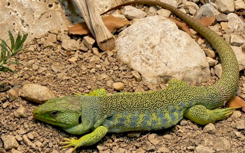 Lacerta lepida