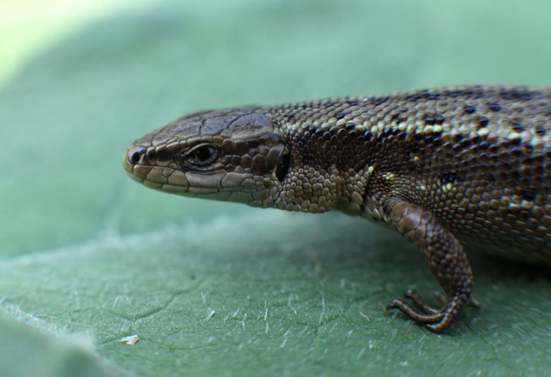 Живородящая ящерица (Lacerta vivipara)