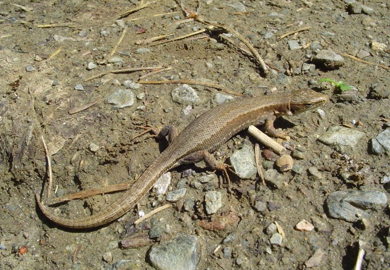 Ящерица Луговая (Lacerta praticola)
