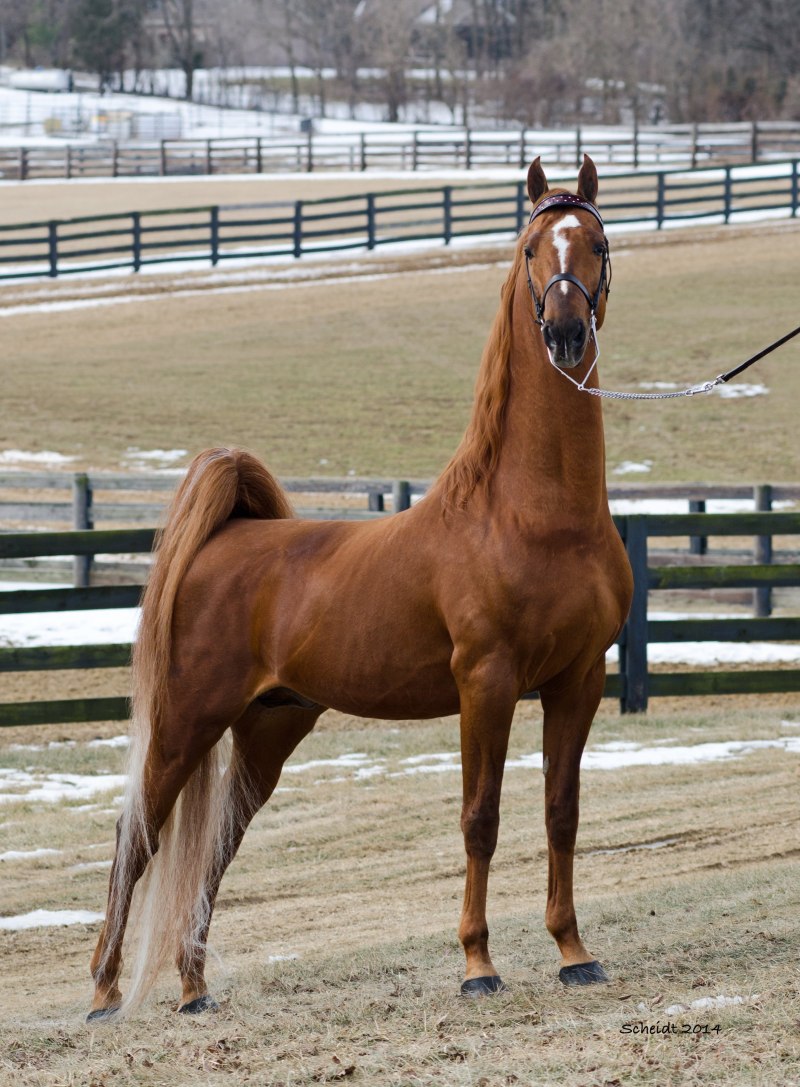American Saddlebred лошадь