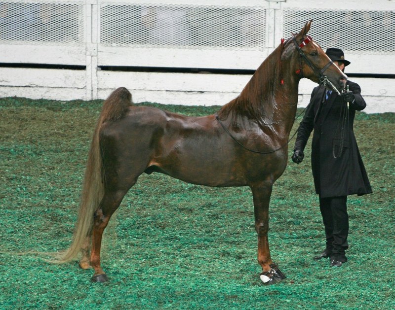 American Saddlebred лошадь