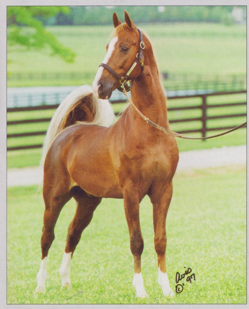 American Saddlebred лошадь