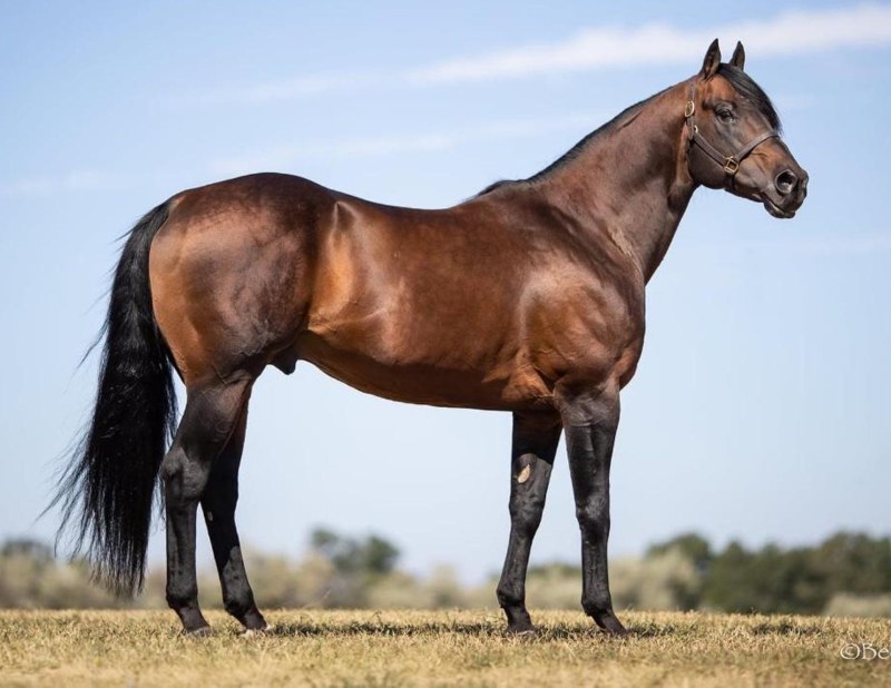 Stallion gonads