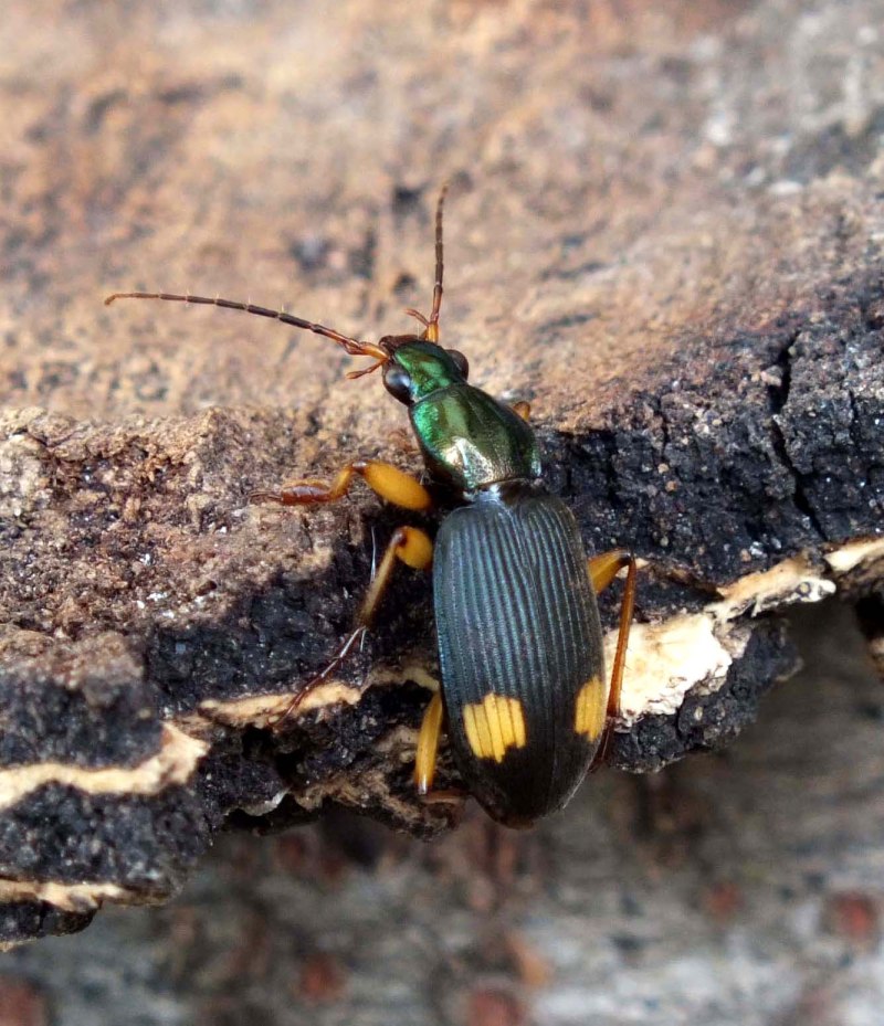 Zebinus bimaculatus