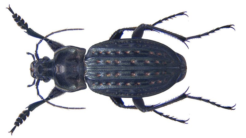 Жужелица золотоямчатая Carabus clathratus