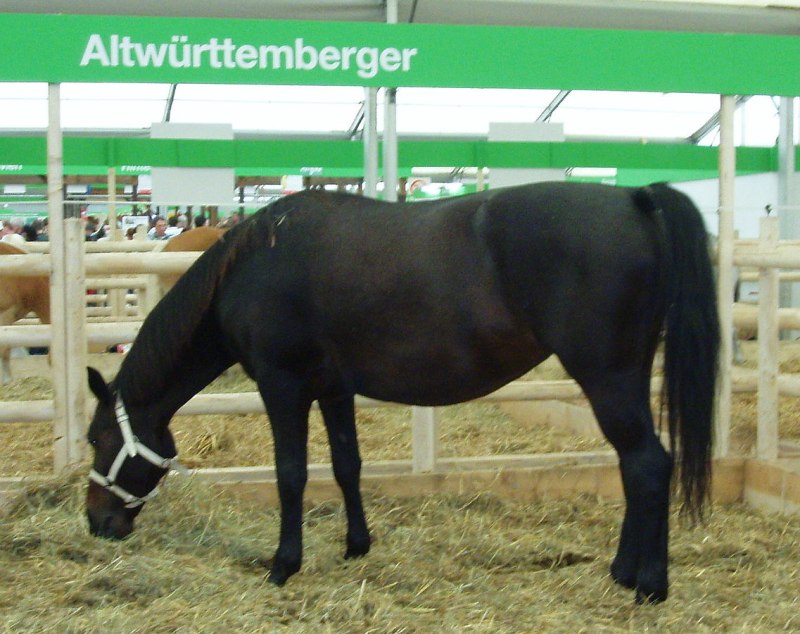 Abtenauer Horse