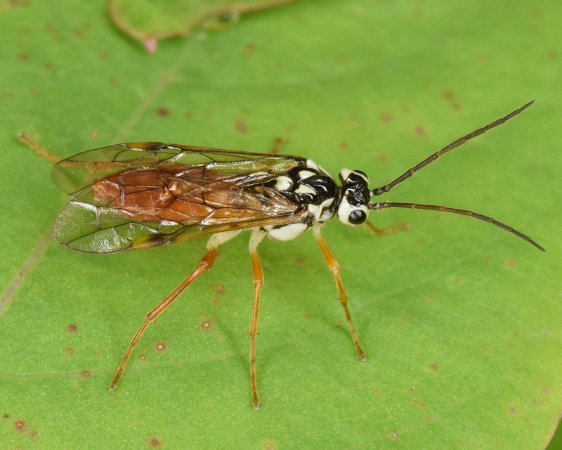 Aglaostigma (astochus) fulvipes