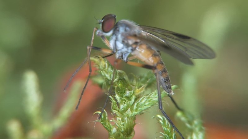 Rhagio lineola