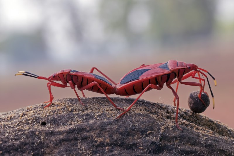 Членистоногие (Arthropoda)