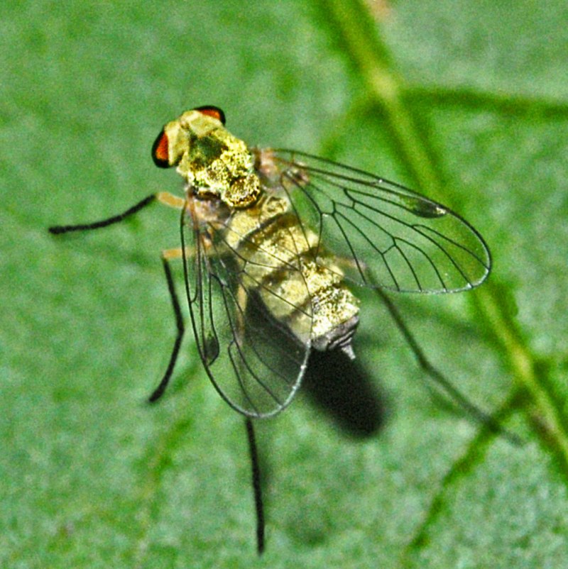 Rhagionidae личинки