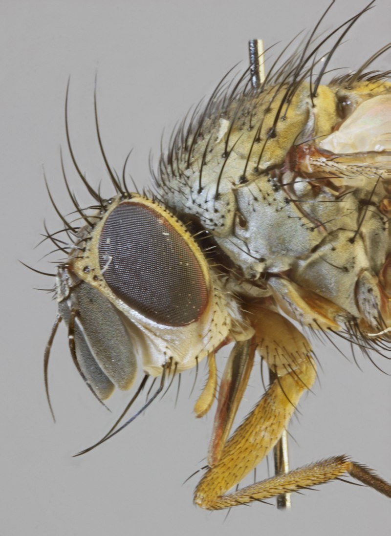 Mane maculata