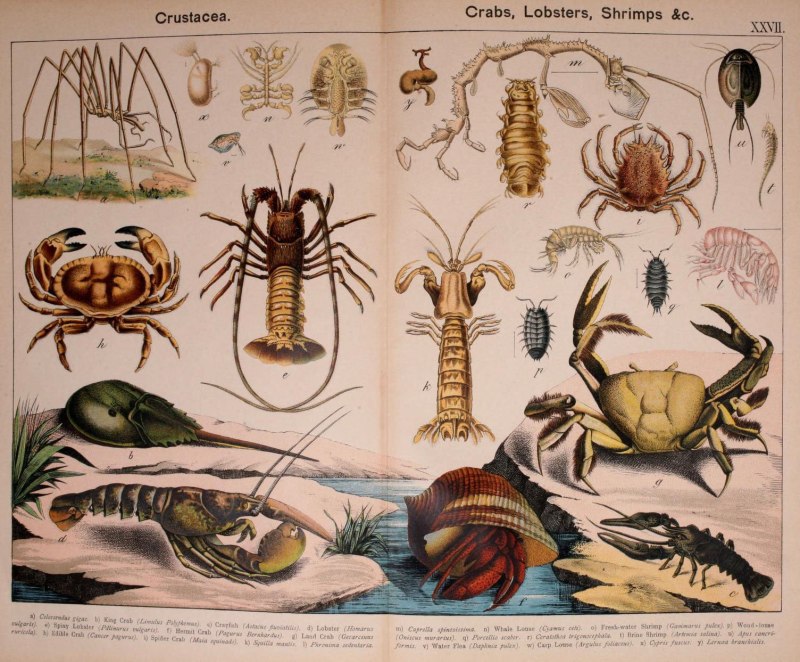 Ancient crustaceans