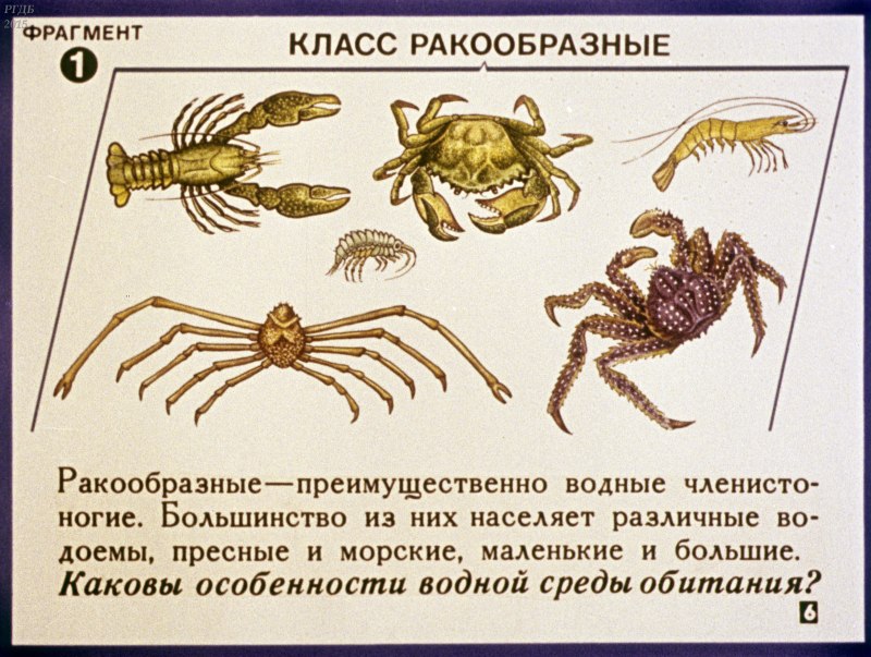 Тип Членистоногие ракообразные