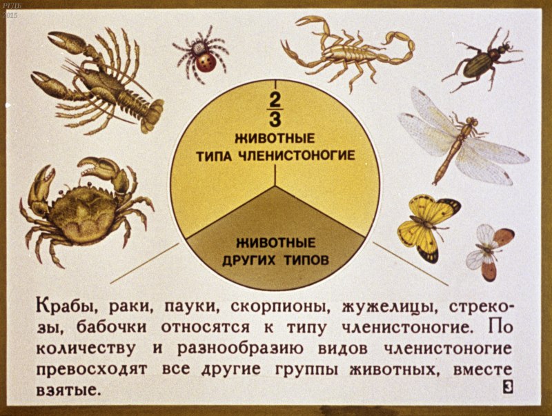 Членистоногие численность