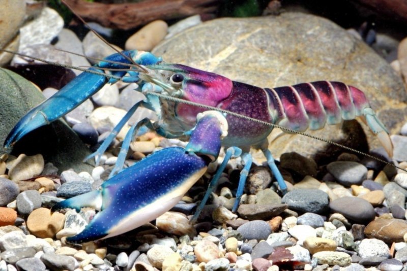 Cherax quadricarinatus в природе