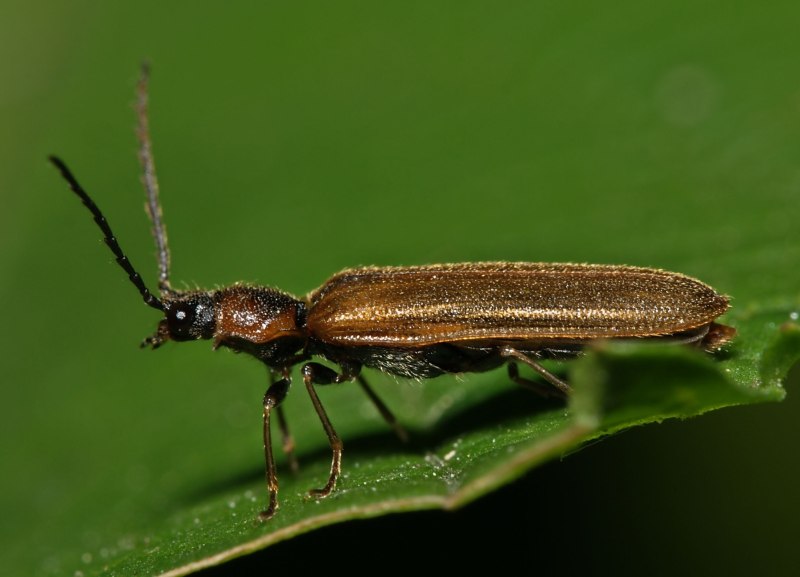 Denticollis linearis