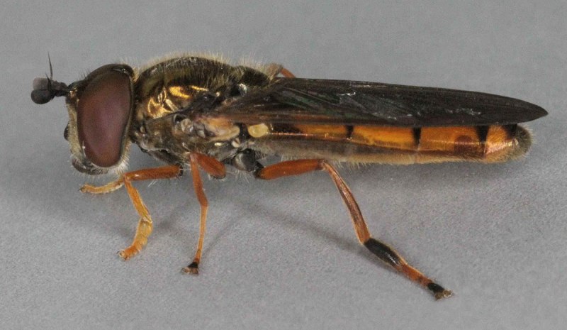 Parasyrphus macularis