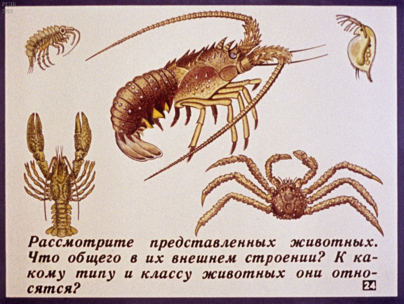 Членистоногие ракообразные