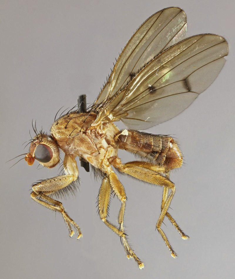 Suillia Varlegata