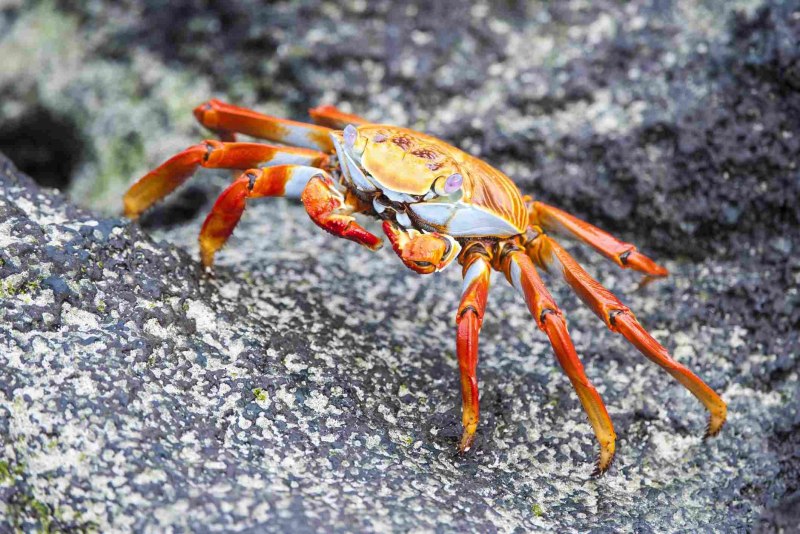 Grapsus Grapsus