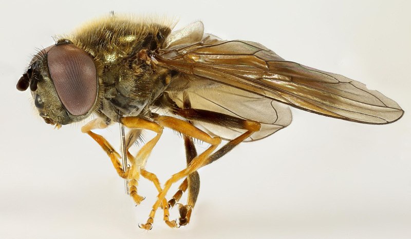 Platycheirus manicatus