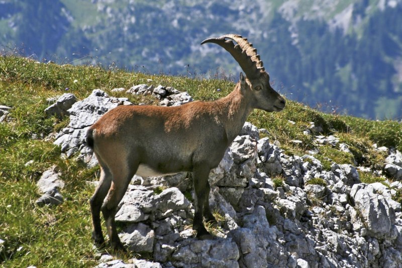 Альпийский горный Серна Швейцария