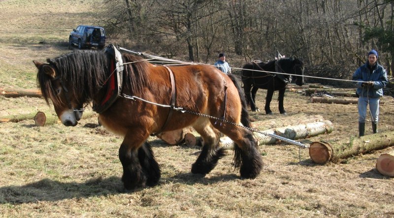 Владимирский тяжеловоз в упряжке