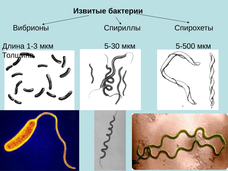 Вибриооны, спиррили, cпирочеты